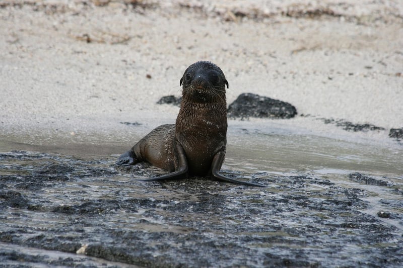 Galapagos Islands Diving